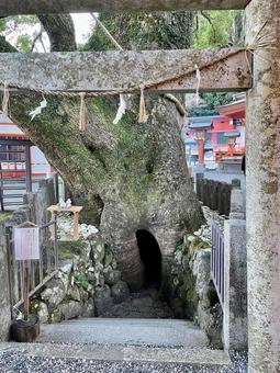 ご神木『胎内くぐり』の巨樹 熊野那智大社 熊野那智大社,熊野古道,世界遺産の写真素材