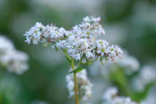 蕎麦の花 蕎麦の花の写真