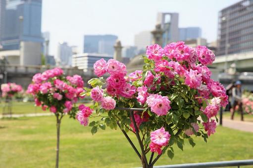 スタンド仕立てのピンクのバラ スタンド仕立てのピンクのバラ バラ,スタンド仕立て,バラ園の写真素材
