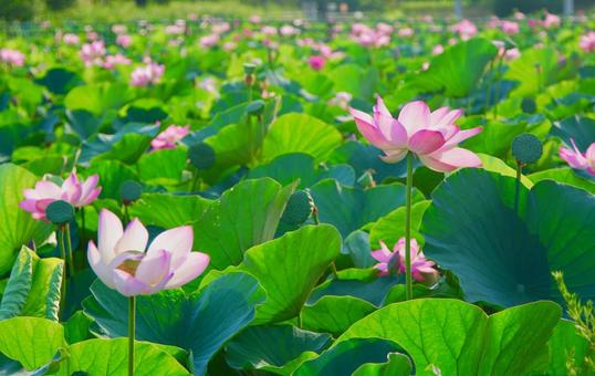 ハスの花 ハスの花の写真
