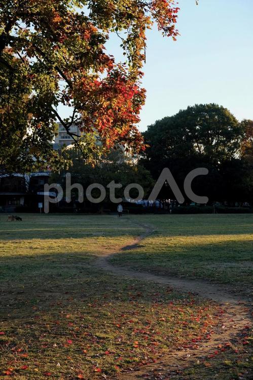 木場公園の秋 秋,風景,自然の写真素材
