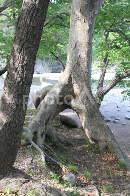 木 木,大木,樹木の写真素材