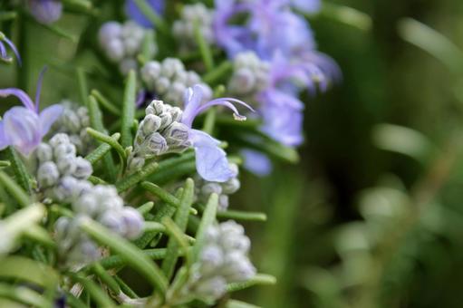 春の日差しに花芽が膨らむローズマリー 春の日差しに花芽が膨らむローズマリー ローズマリー,マンネンロウ,迷迭香の写真素材