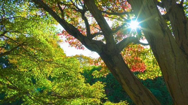 千姫の小径2 千姫の小径,千姫,樹木の写真素材