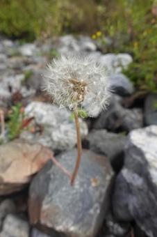 たんぽぽ たんぽぽの写真