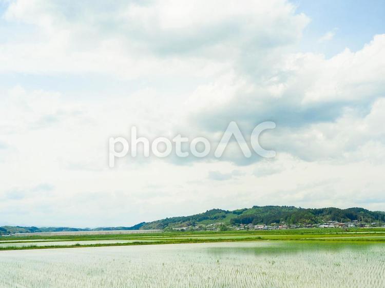 田んぼのある風景 田んぼ,風景,農業の写真素材