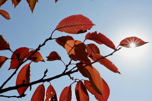 桜の紅葉 桜,葉,枯葉の写真素材
