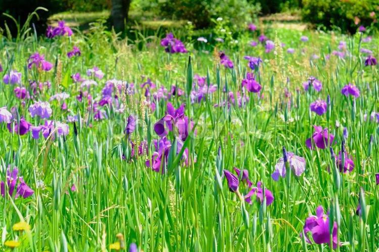 花しょうぶ　三ツ塚史跡公園 花菖蒲,はなしょうぶ,ハナショウブの写真素材