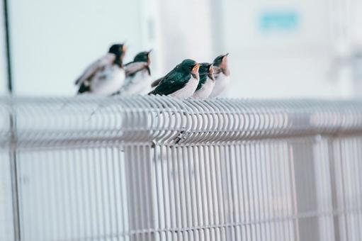 またお腹がすきました またお腹がすきました ツバメ,鳥,野鳥の写真素材