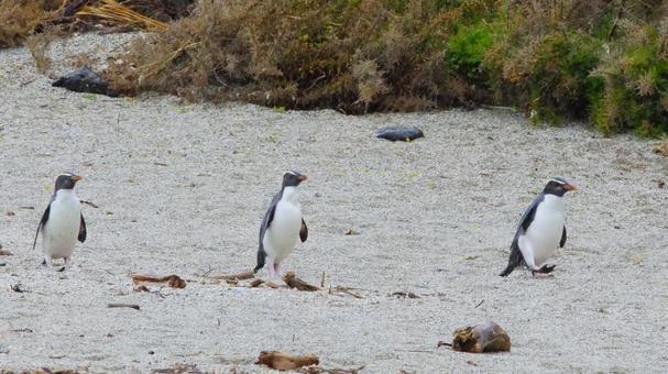3人で歩くフィヨルドランドペンギン 3人で歩くフィヨルドランドペンギンの写真