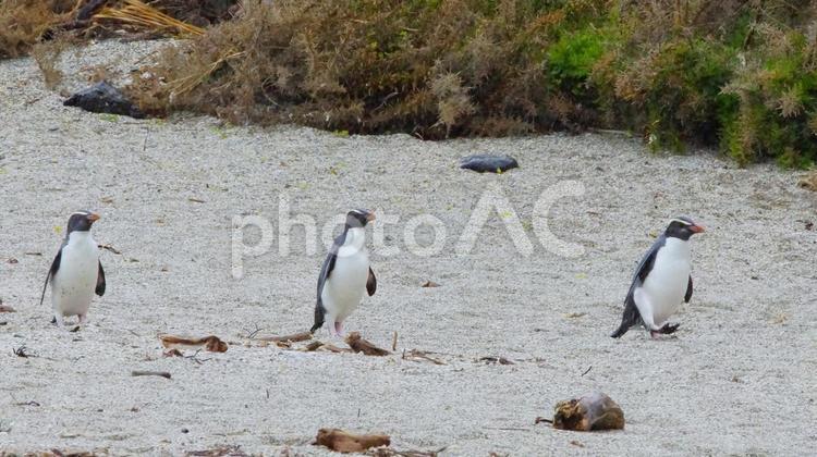 3人で歩くフィヨルドランドペンギン ペンギン,フィヨルドランドペンギン,キマユペンギンの写真素材