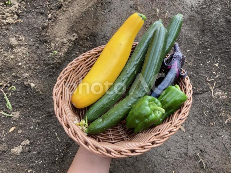 カゴに入れた採れたて夏野菜① 黄色いズッキーニ　きゅうり　ナス　ピーマン 採れたて,夏野菜,黄色の写真素材
