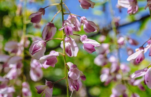 骨波田の藤棚の藤の花14 骨波田の藤棚の藤の花14の写真