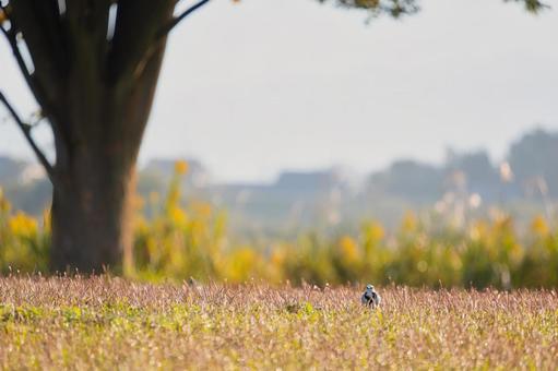 光に輝く草むらと可愛らしい鳥の遠景 鳥,野鳥,小鳥の写真素材