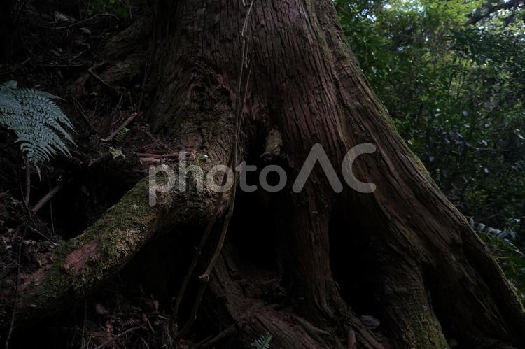 森の風景 日本,東京都,東京の写真素材
