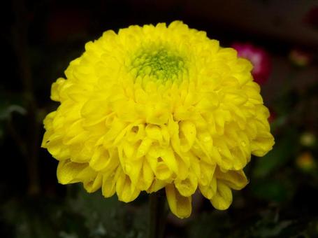 【花の写真】キク ティエラマム 【花の写真】キク ティエラマムの写真