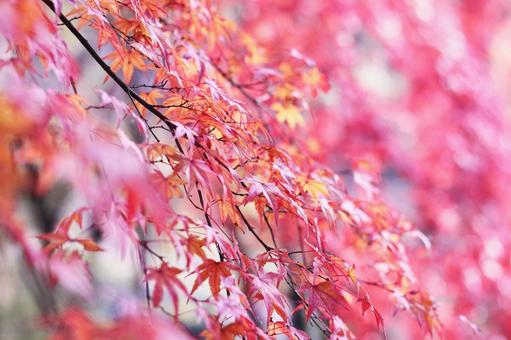 赤く染まった秋の紅葉 赤く染まった秋の紅葉 紅葉,秋,もみじの写真素材