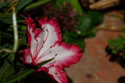 Photo, rhododendron, kisakusa, flower, 
