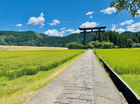 稲穂と鳥居 稲穂と鳥居 田んぼ,稲穂,夏の写真素材