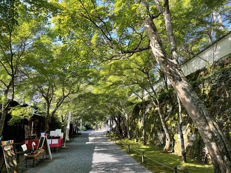 京都 大原三千院 青もみじの参道 京都 大原三千院 青もみじの参道 大原三千院,石垣,苔の写真素材