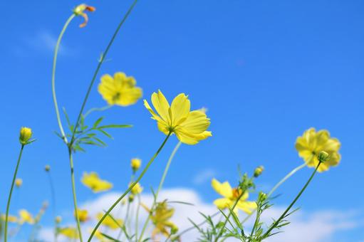 青空と黄色いコスモス 青空と黄色いコスモス コスモス,花,秋の写真素材