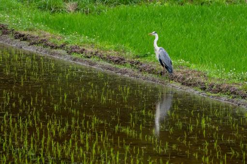 Grey Heron (8), JPG