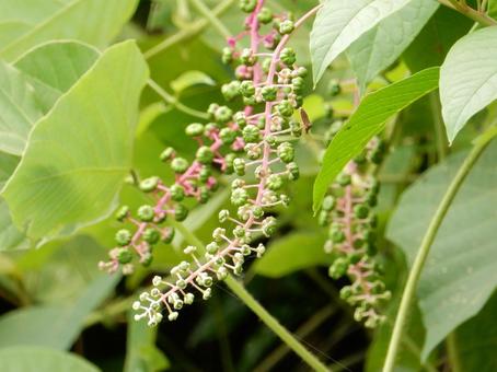 【植物写真】ヨウシュヤマゴボウ 【植物写真】ヨウシュヤマゴボウの写真