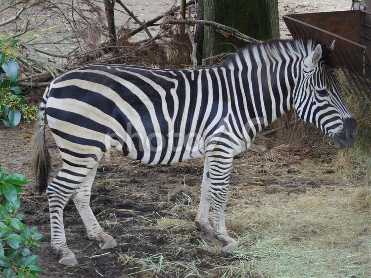草を食べるシマウマ1（熊本県熊本市） シマウマ,食事,動物の写真素材