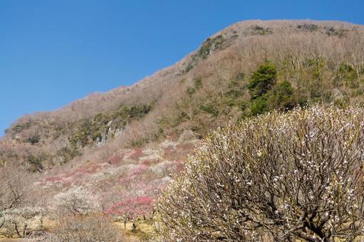 青空に映える満開の紅梅と白梅 梅,迎春,梅の花の写真素材