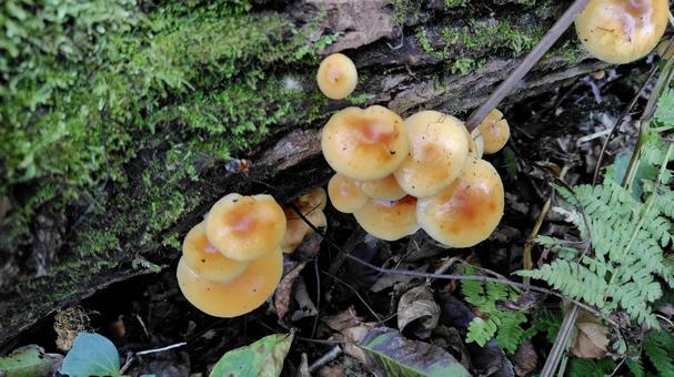 天然エノキタケ きのこ,エノキタケ,自然の写真素材