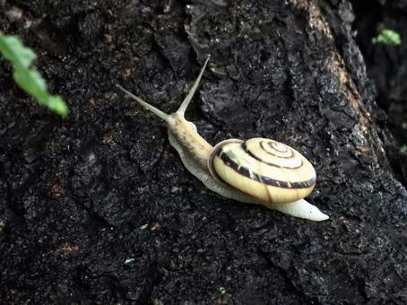 Snail crawling on a tree trunk, mollusk, snails, river side, JPG