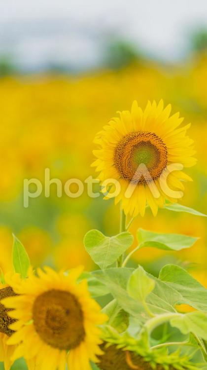   ひまわり ひまわり,向日葵,ひまわり畑の写真素材