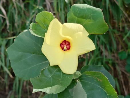 ハマボウの花 ハマボウの花,花,はなの写真素材