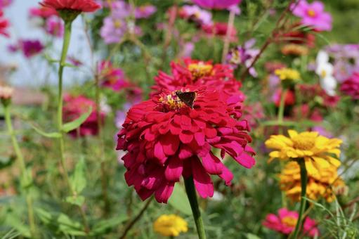 大船フラワーセンターのコスモス コスモス,大船フラワーセンター,鎌倉の写真素材