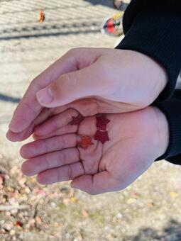 はっぱと子供の手 こども,手,葉っぱの写真素材