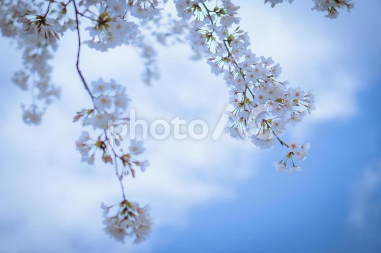 春のイメージ（桜） 春,桜,晴天の写真素材