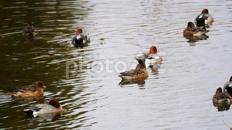 親水池を優雅に舞う冬の使者ヒドリガモ ヒドリガモ,鴨,渡り鳥の写真素材