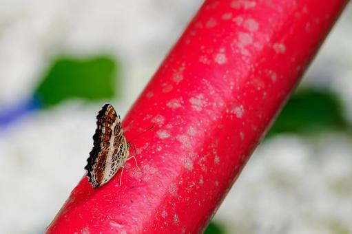 Photo, butterfly, sakahabo peach, summer type, 