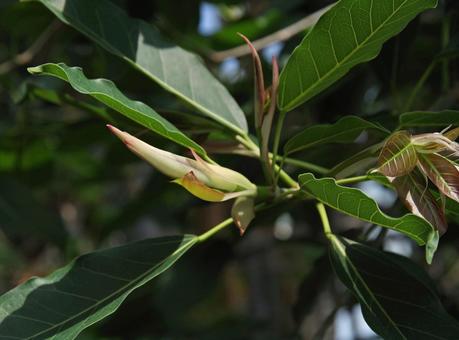 アコウ アコウ,赤榕,赤秀の写真素材