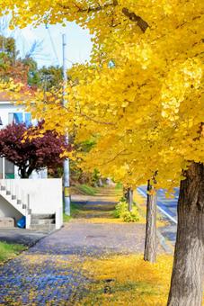 イチョウの街路樹 イチョウの街路樹,イチョウ,銀杏の写真素材