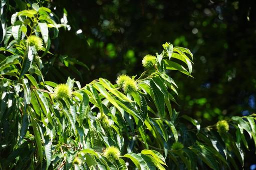 Chestnuts, JPG