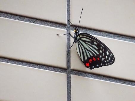 アカボシゴマダラ アカボシゴマダラの写真