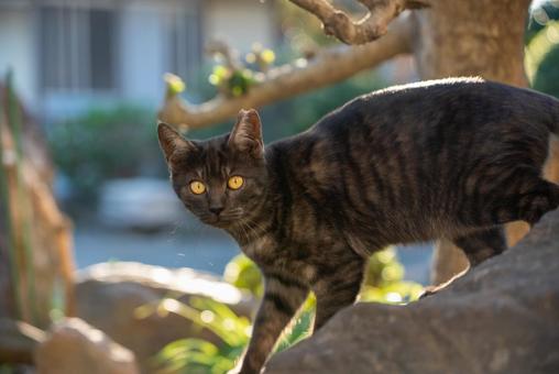 黄色の瞳が輝く黒猫 猫,黒猫,キジトラの写真素材