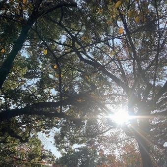 木漏れ日 木漏れ日,自然,太陽の写真素材