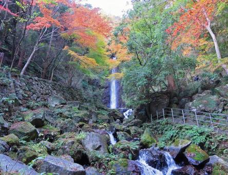 養老の滝（紅葉シーズン） 養老の滝,滝,紅葉の写真素材