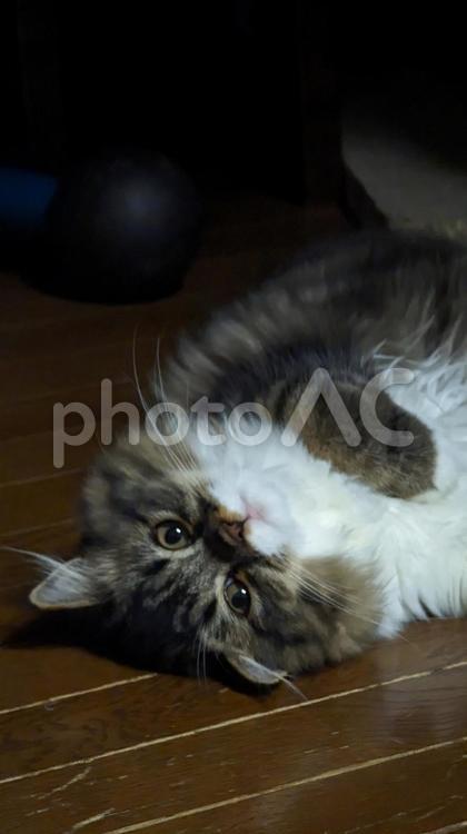 おてんば娘 ねこ,にゃんこ,ペットの写真素材