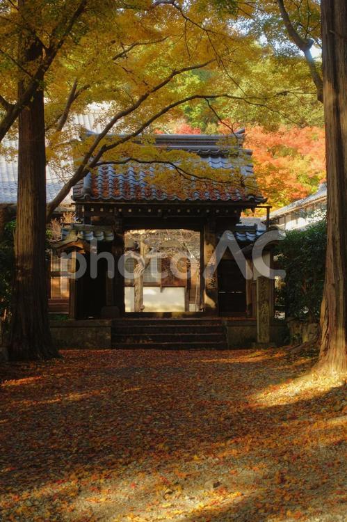 滋賀県米原市にある青岸寺の山門と木洩れ日美しい秋の景観です 秋,紅葉,黄葉の写真素材