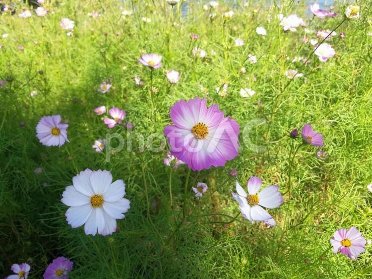 コスモスがたくさん咲いている コスモス,花,草原の写真素材