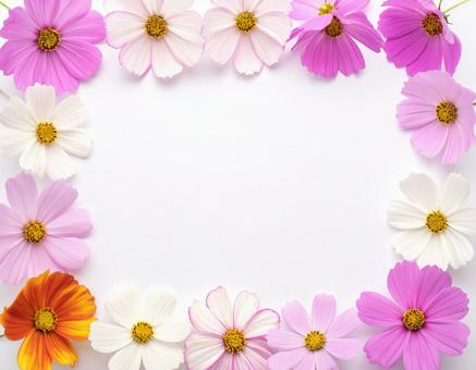 コスモスのフレーム コスモスのフレームの写真