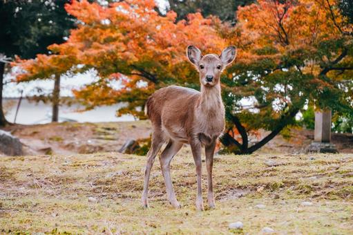 紅葉と鹿さん 鹿,動物,哺乳類の写真素材
